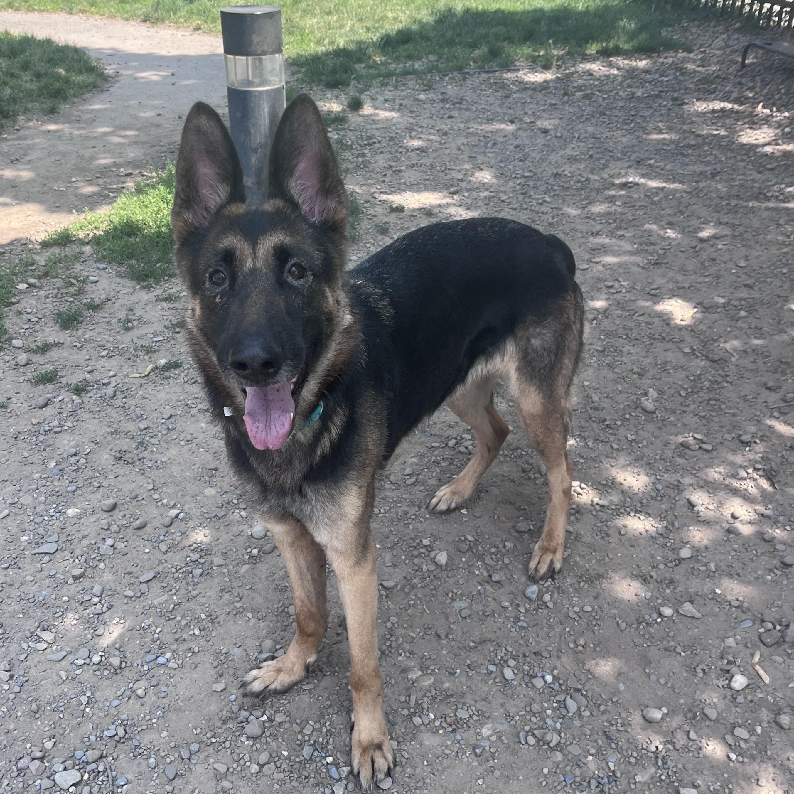 Mara, a ADOPTABLE German Shepherd Dog in Buffalo, NY image 2/6