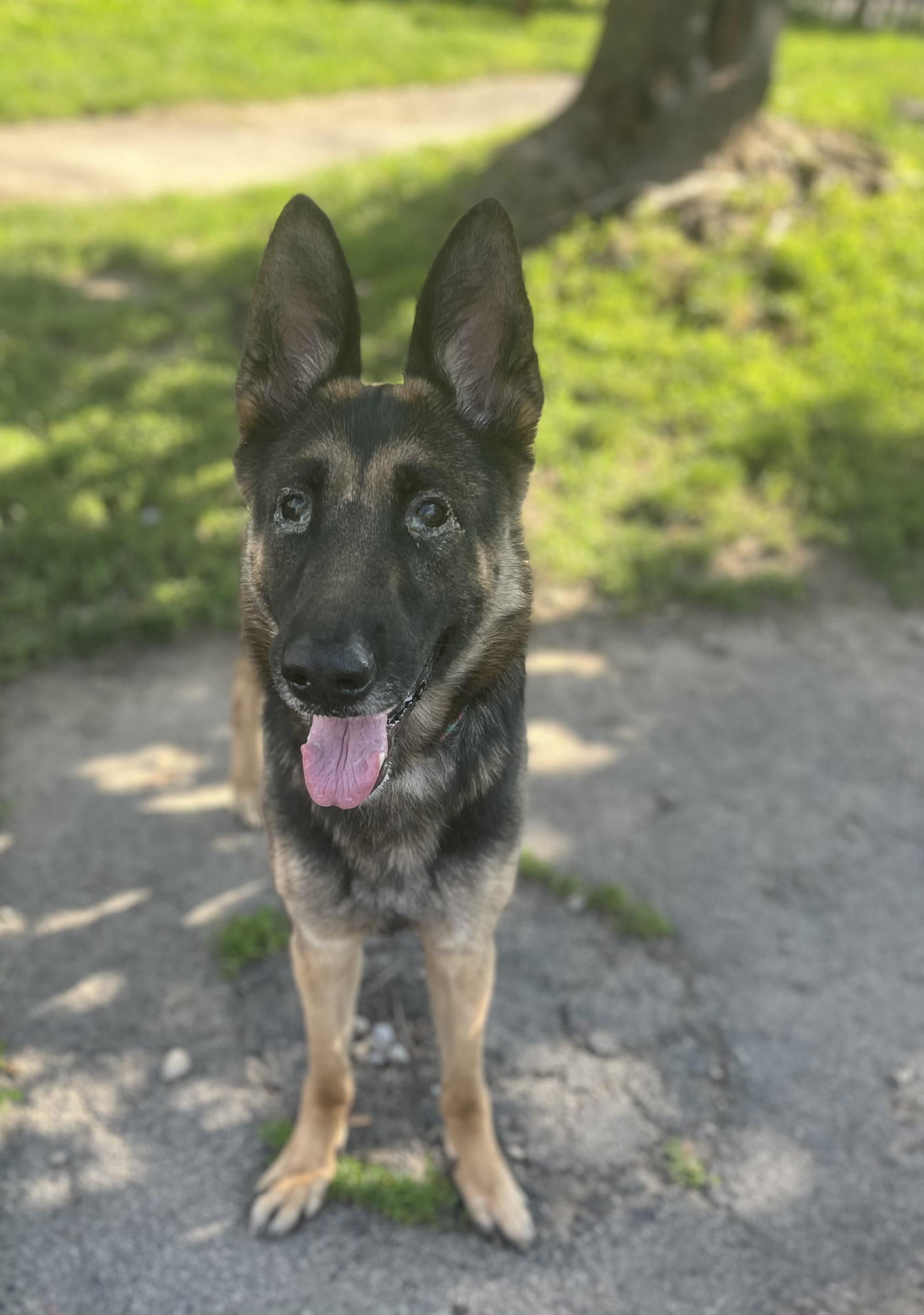 Mara, ADOPTABLE, Adult Female German Shepherd Dog.
