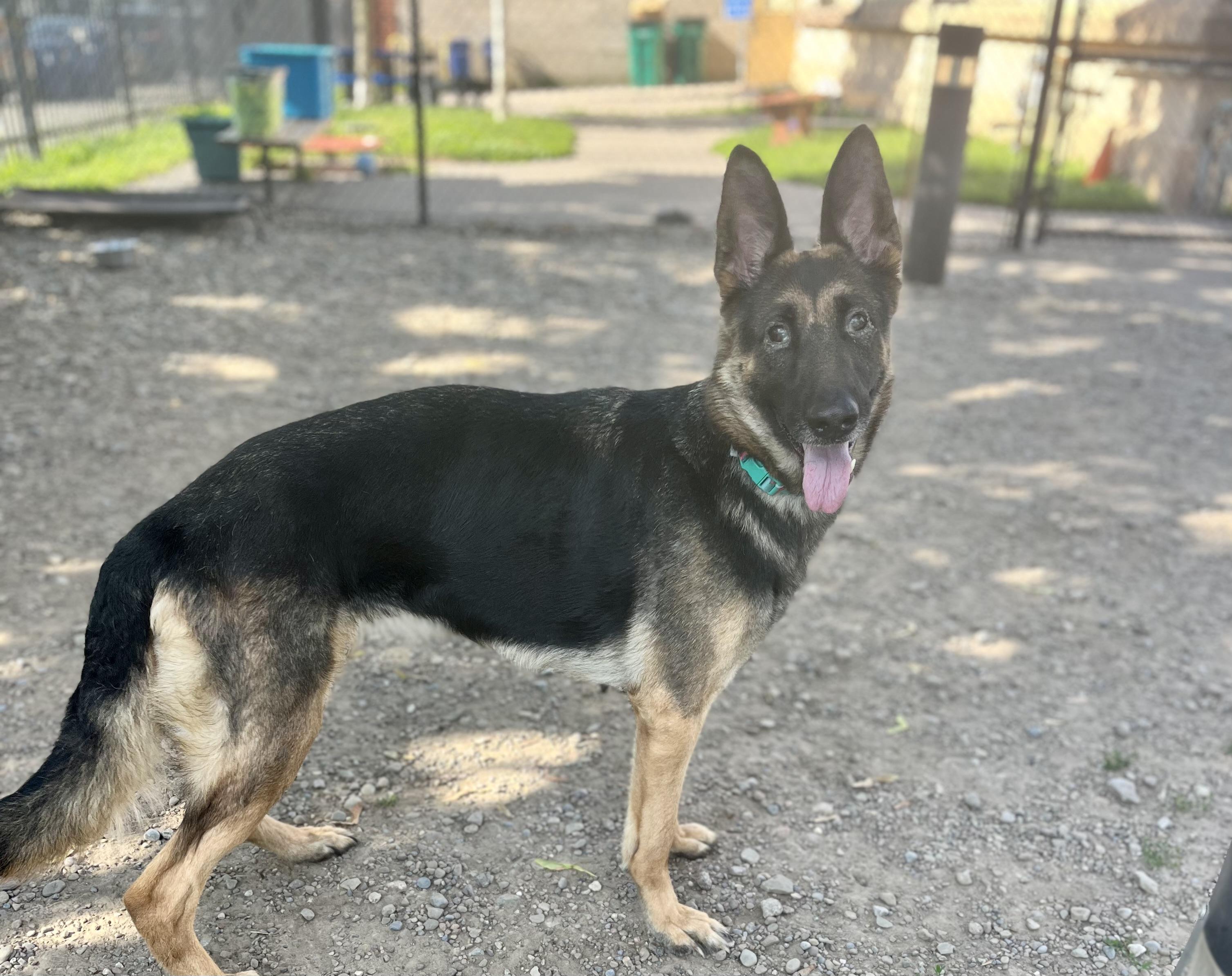 Mara, a ADOPTABLE German Shepherd Dog in Buffalo, NY image 6/6