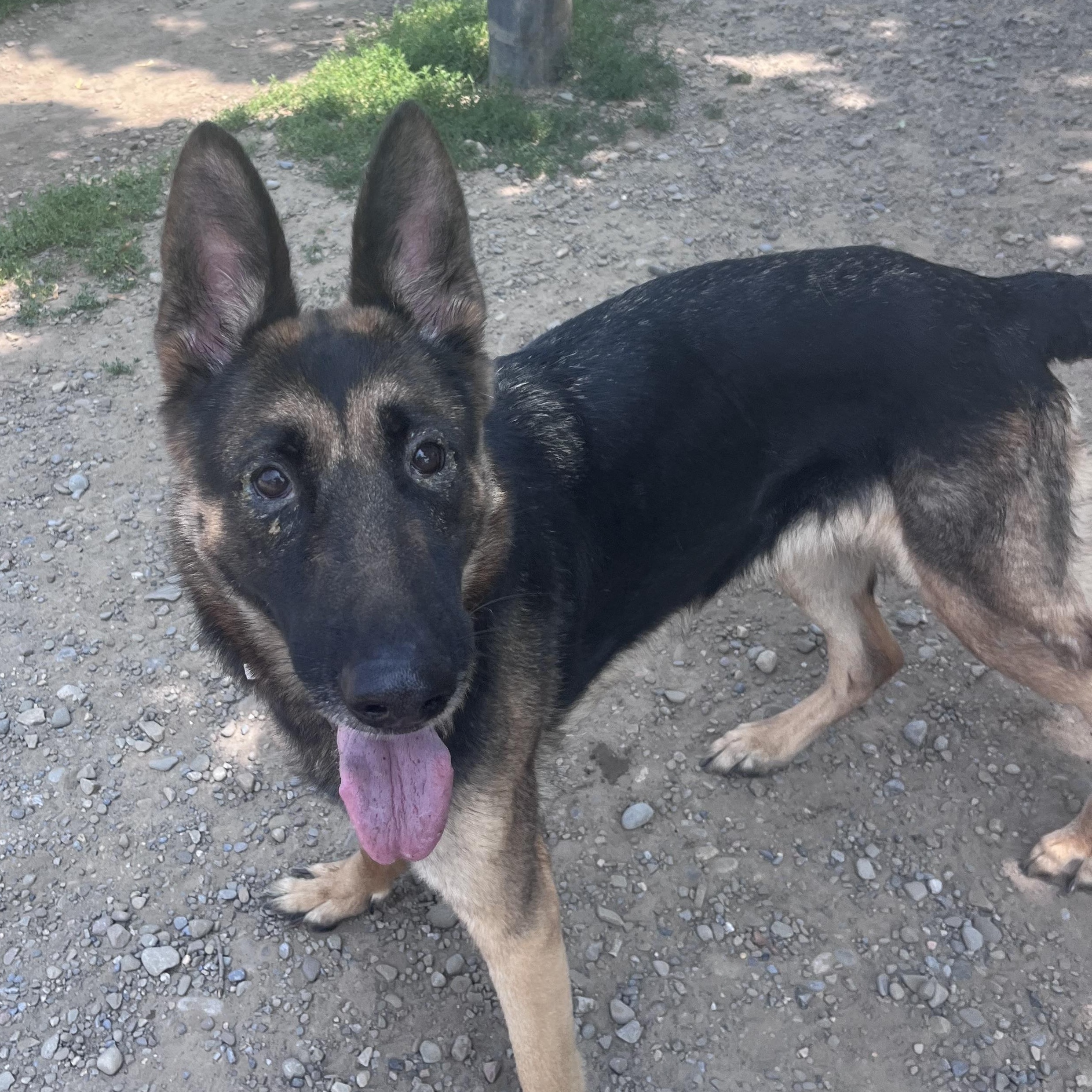 Mara, a ADOPTABLE German Shepherd Dog in Buffalo, NY image 5/6