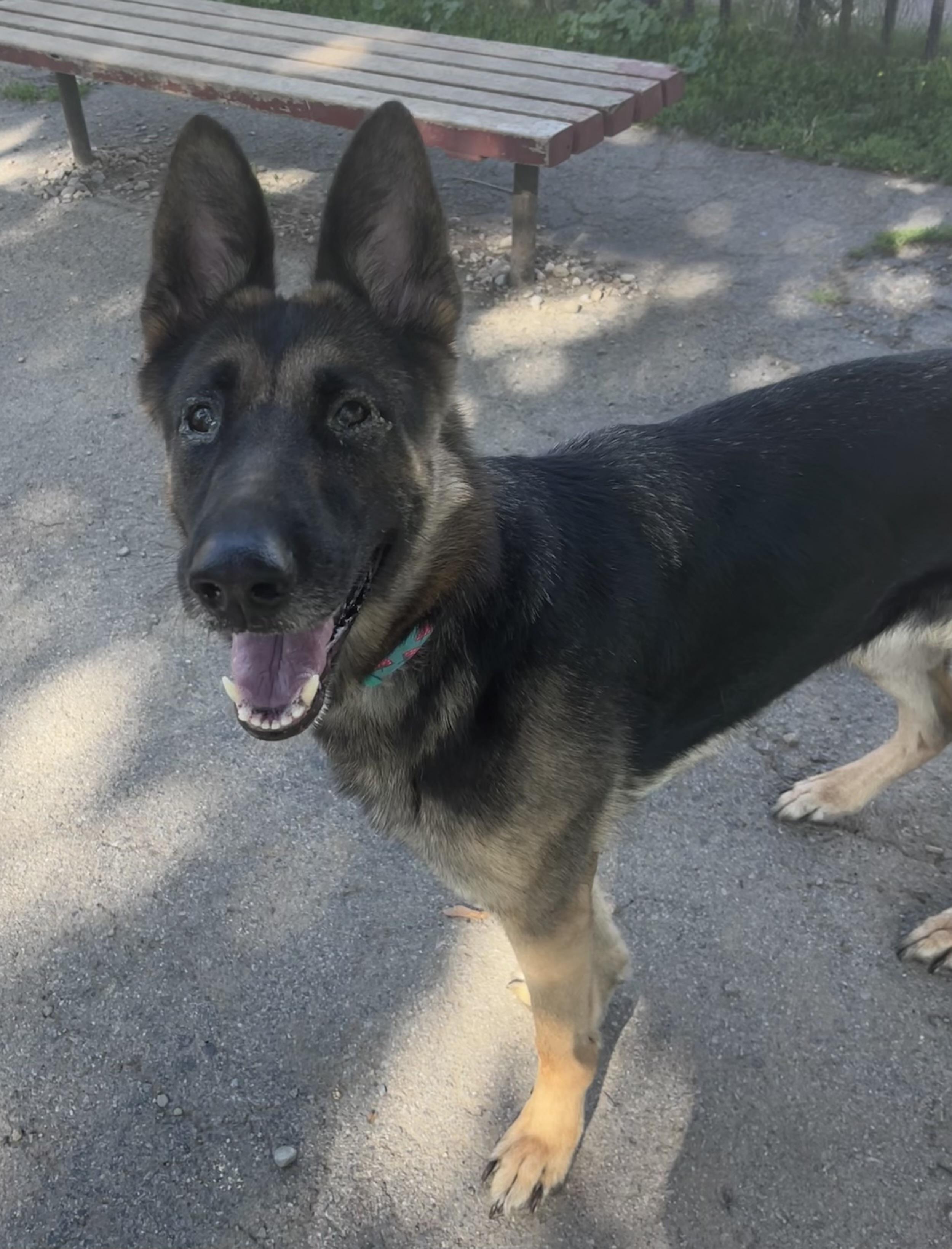 Mara, a ADOPTABLE German Shepherd Dog in Buffalo, NY image 3/6