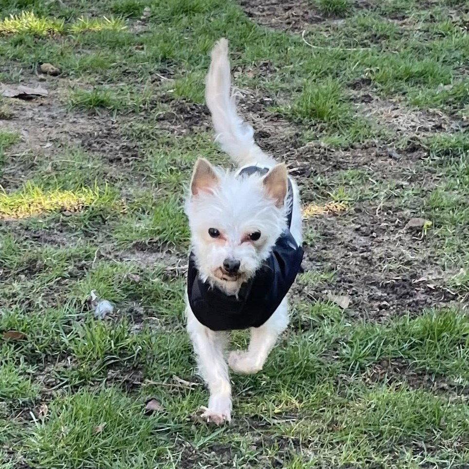 Enlarge Milton, a Adoptable Yorkshire Terrier in Rochester, NY image 2/3