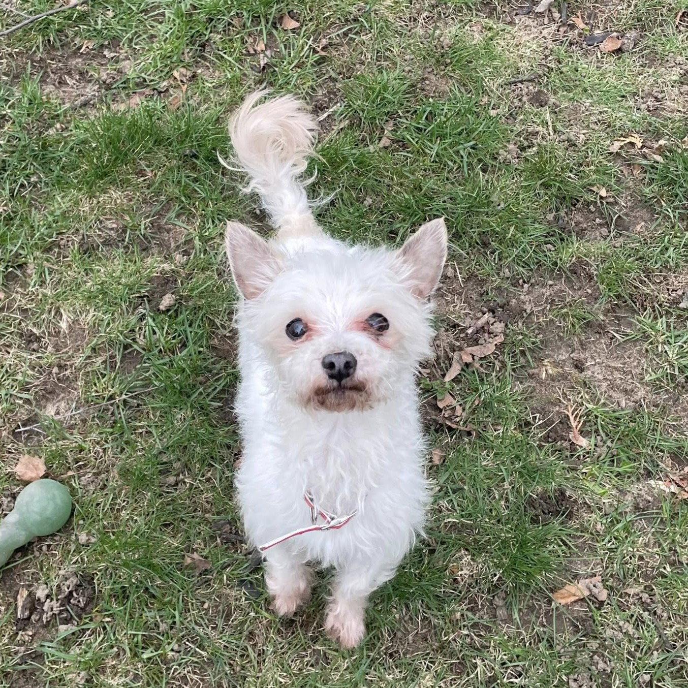 Enlarge Milton, a Adoptable Yorkshire Terrier in Rochester, NY image 3/3