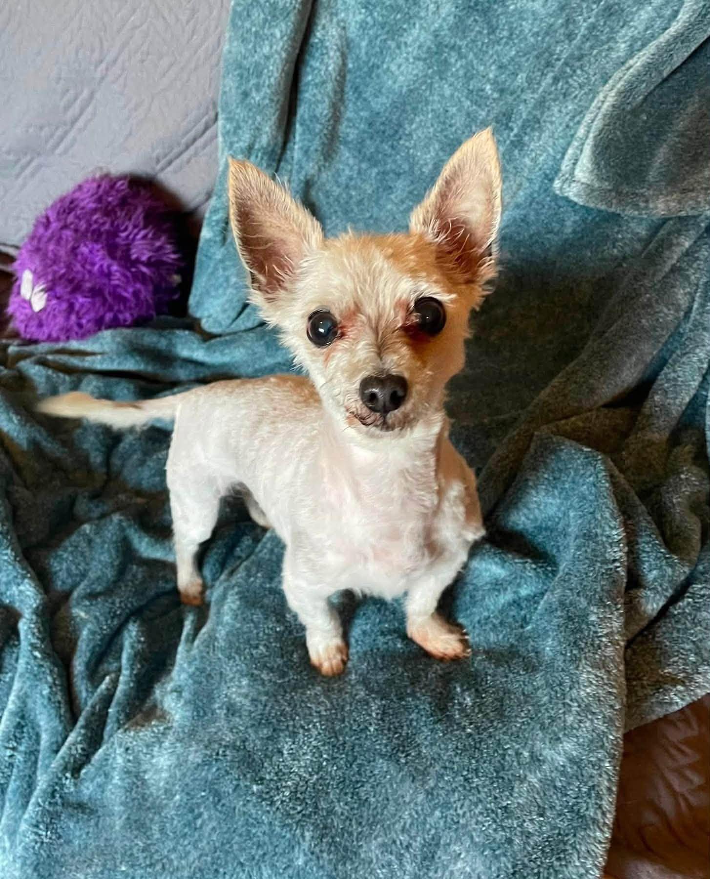 Milton, a Adoptable Yorkshire Terrier in Rochester, NY image 3/3