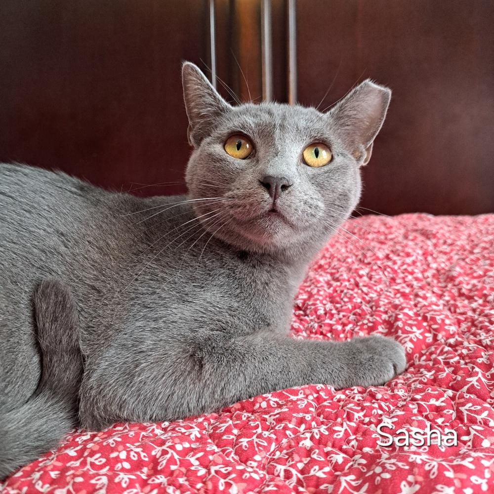 Enlarge Sasha, a Adoptable Domestic Short Hair in Groveland, MA image 1/4