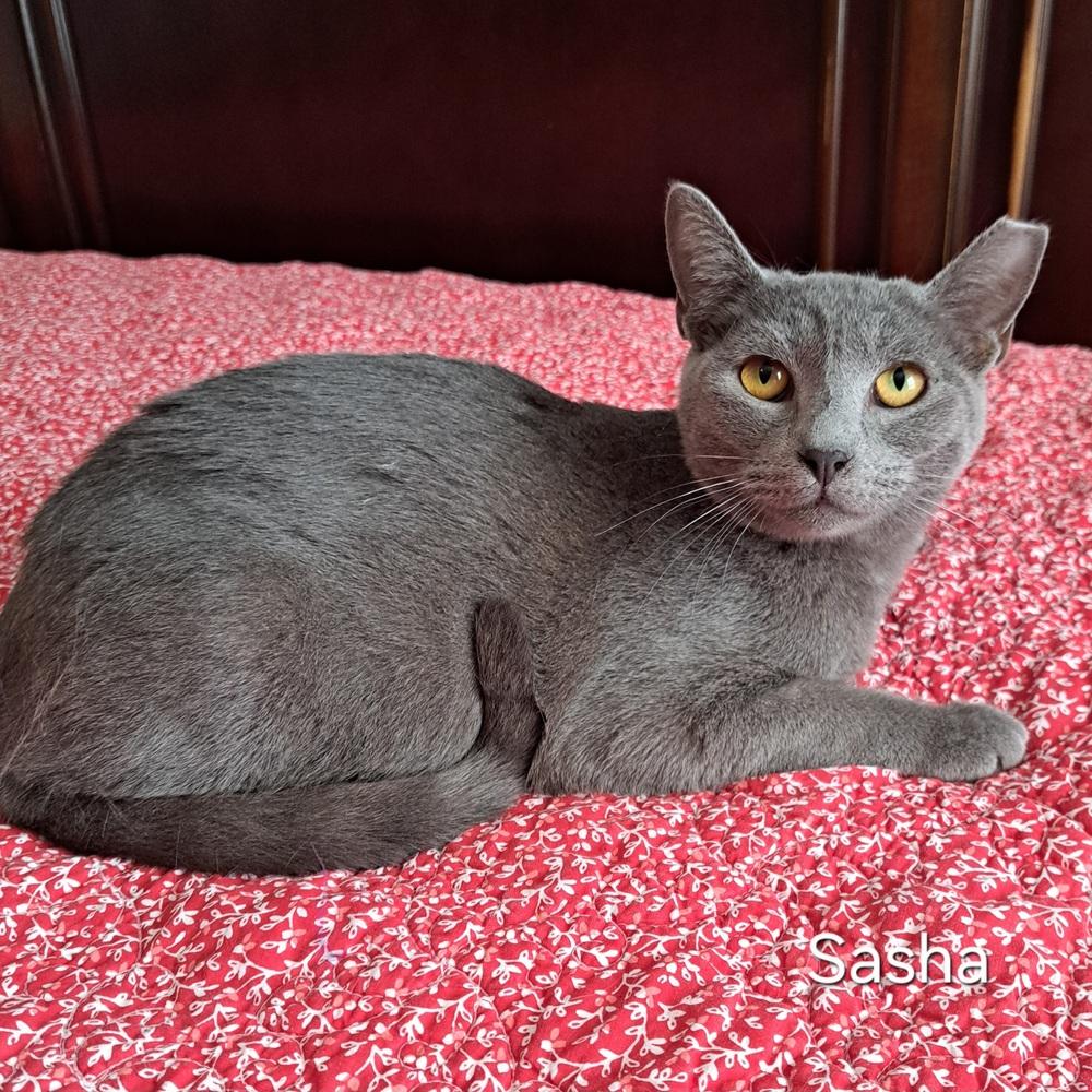 Enlarge Sasha, a Adoptable Domestic Short Hair in Groveland, MA image 2/4