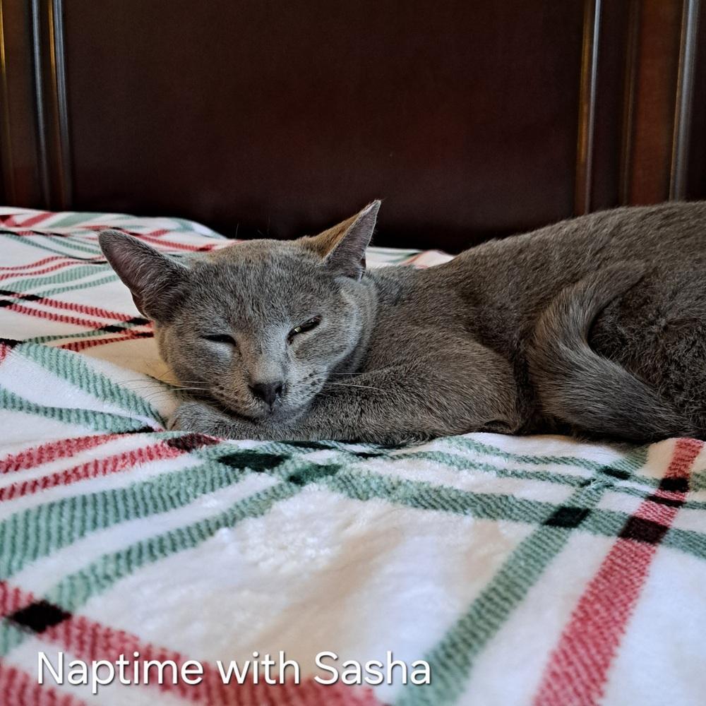 Sasha — thumbnail 3