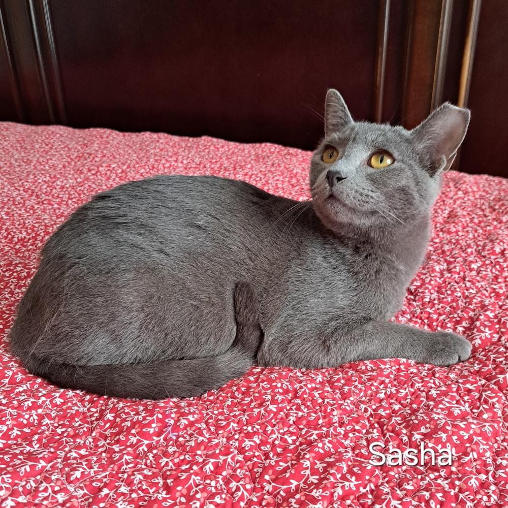 Enlarge Sasha, a Adoptable Domestic Short Hair in Groveland, MA image 4/4