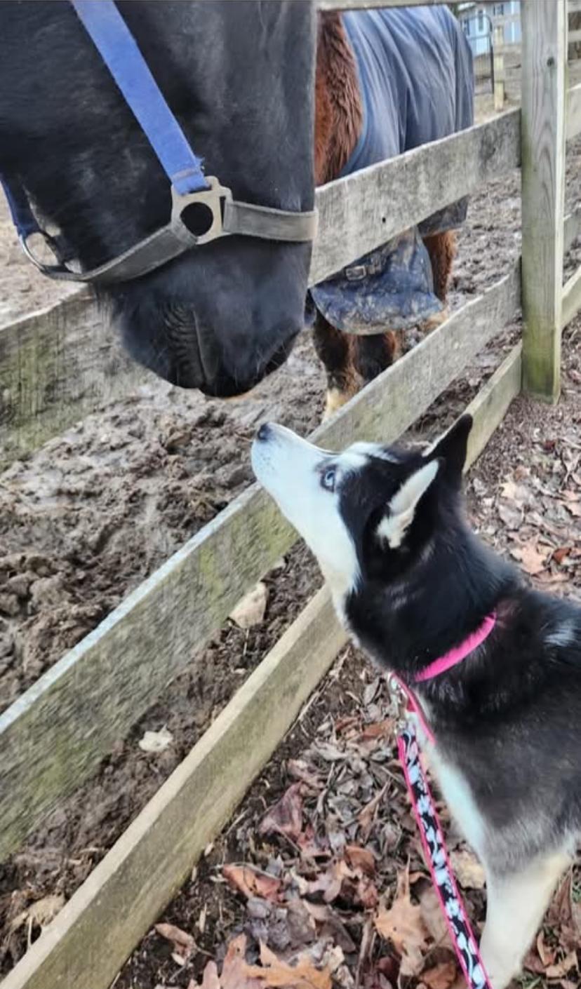 Mooshi, a Adopted Husky in Lincoln University, PA image 1/2