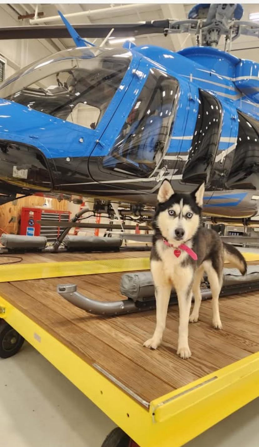 Mooshi, a Adopted Husky in Lincoln University, PA image 2/2