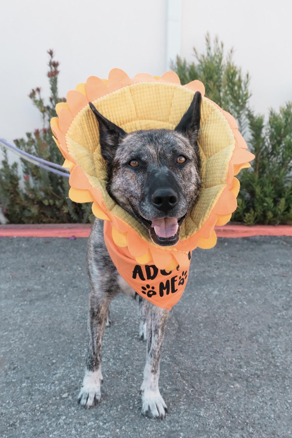 Enlarge Nina, a Adoptable mixed breed in Los Angeles, CA image 1/6