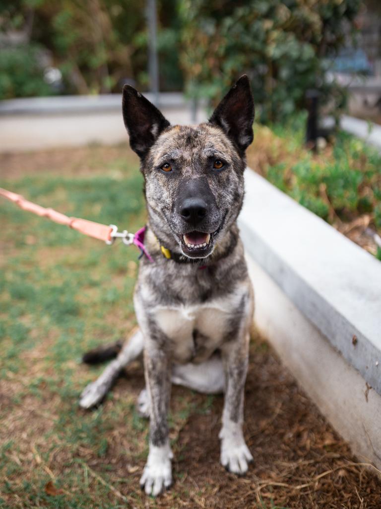 Enlarge Nina, a Adoptable mixed breed in Los Angeles, CA image 2/6