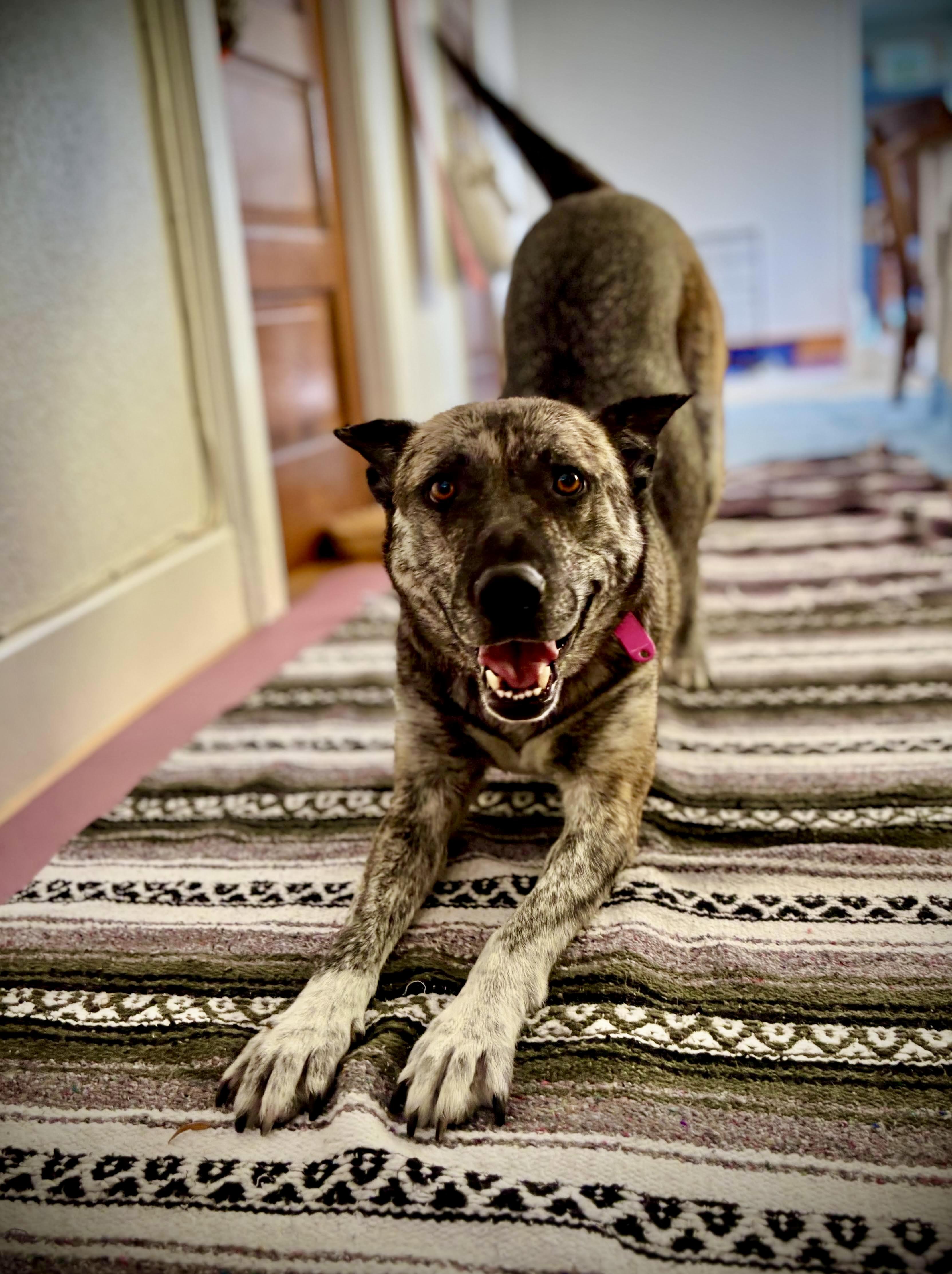 Enlarge Nina, a Adoptable mixed breed in Los Angeles, CA image 5/6