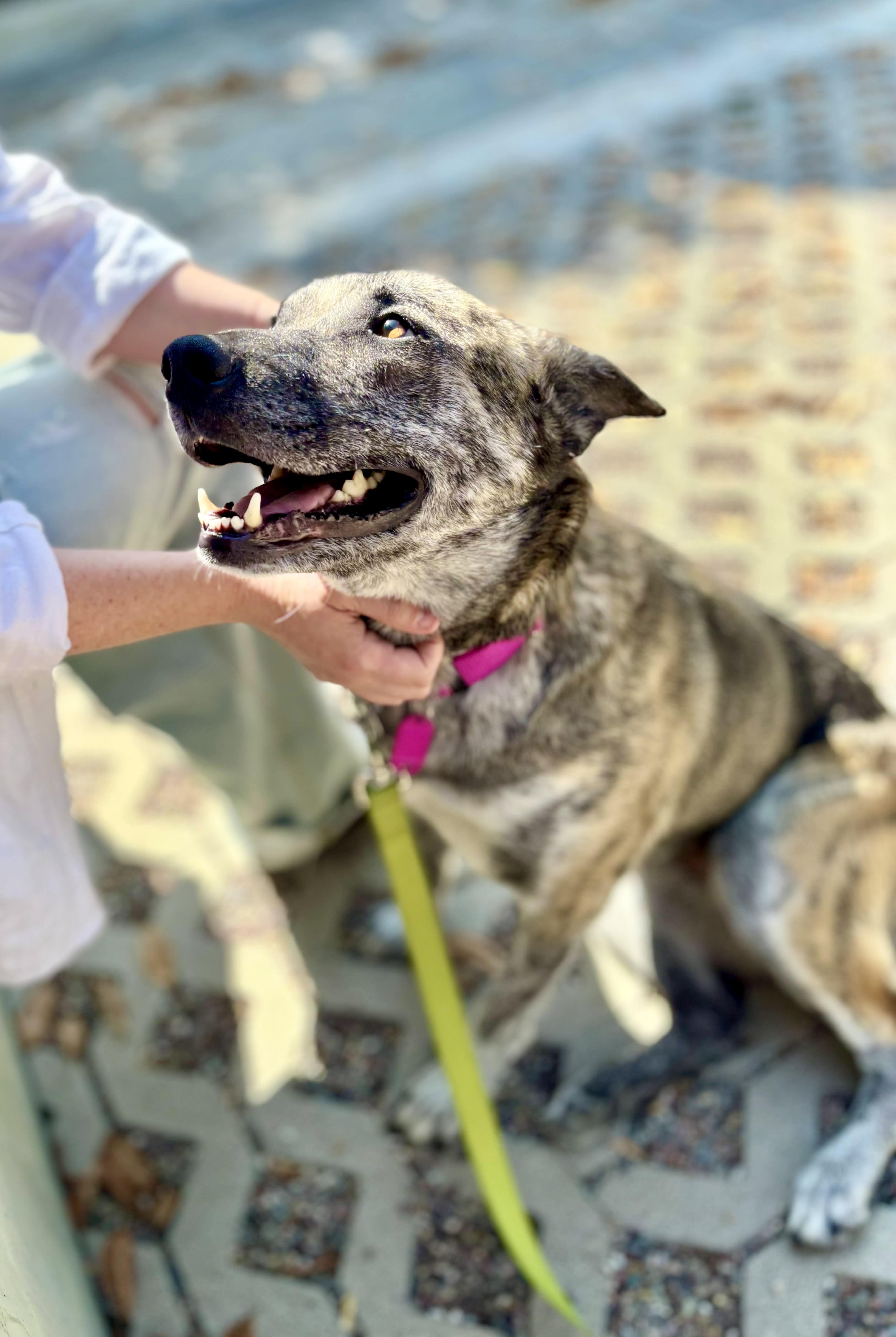 Enlarge Nina, a Adoptable mixed breed in Los Angeles, CA image 4/6