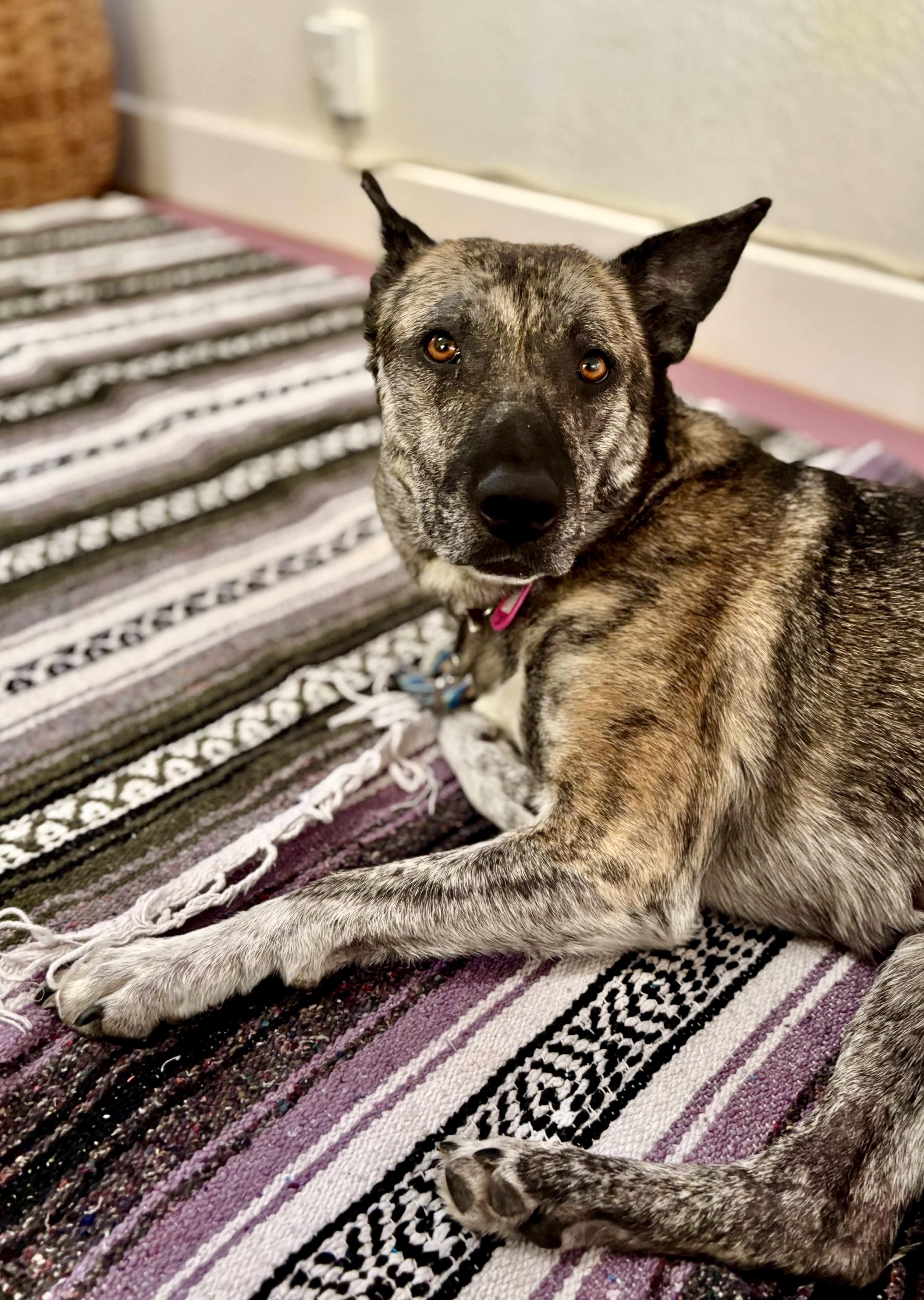 Enlarge Nina, a Adoptable mixed breed in Los Angeles, CA image 3/6