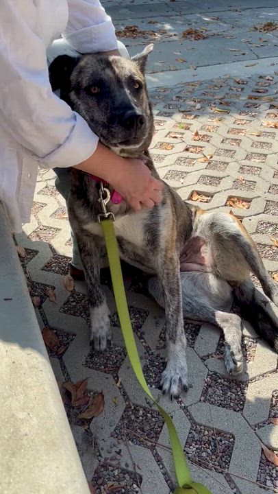 Enlarge Nina, a Adoptable mixed breed in Los Angeles, CA video 6/6