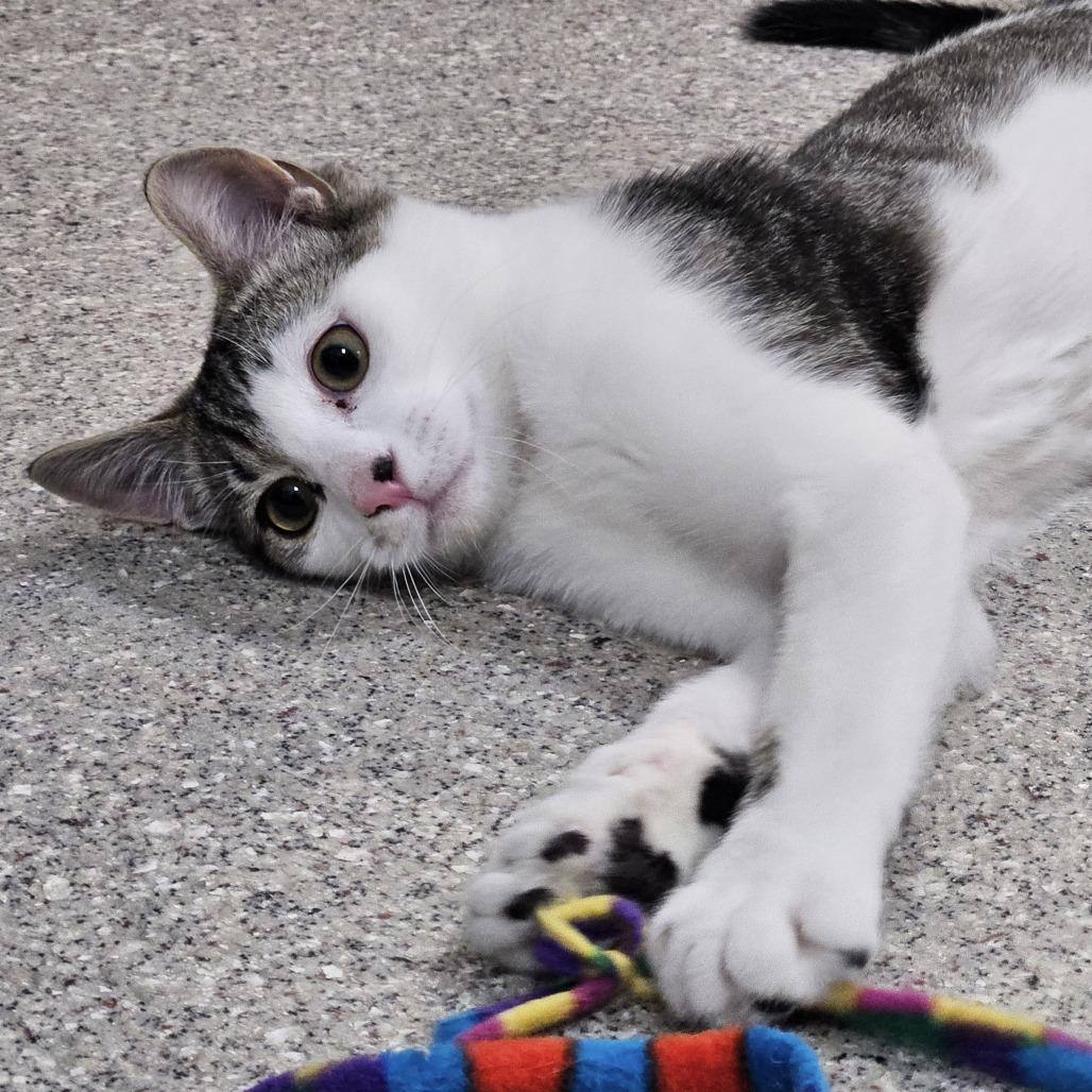 Percy, Adoptable, Kitten Male Domestic Short Hair.