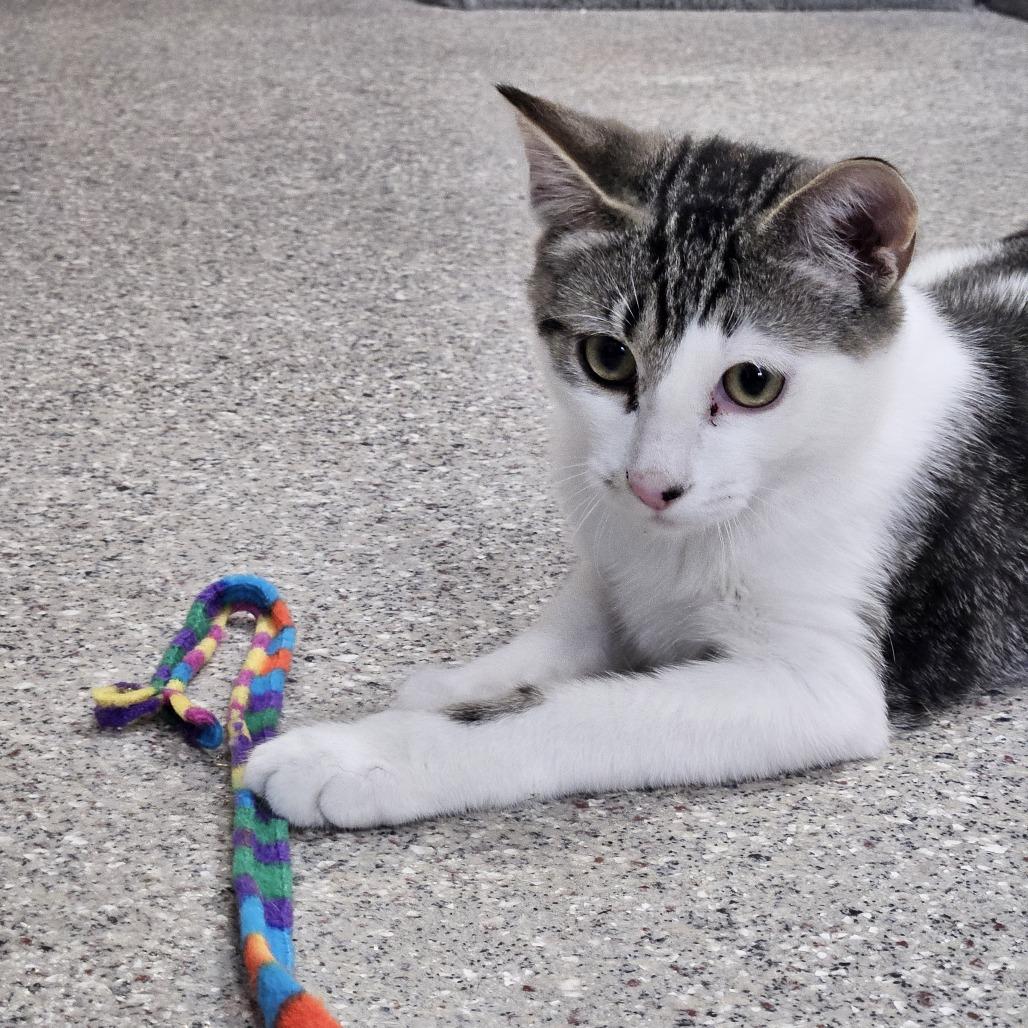 Enlarge Percy, a Adoptable Domestic Short Hair in Conway, NH image 3/5