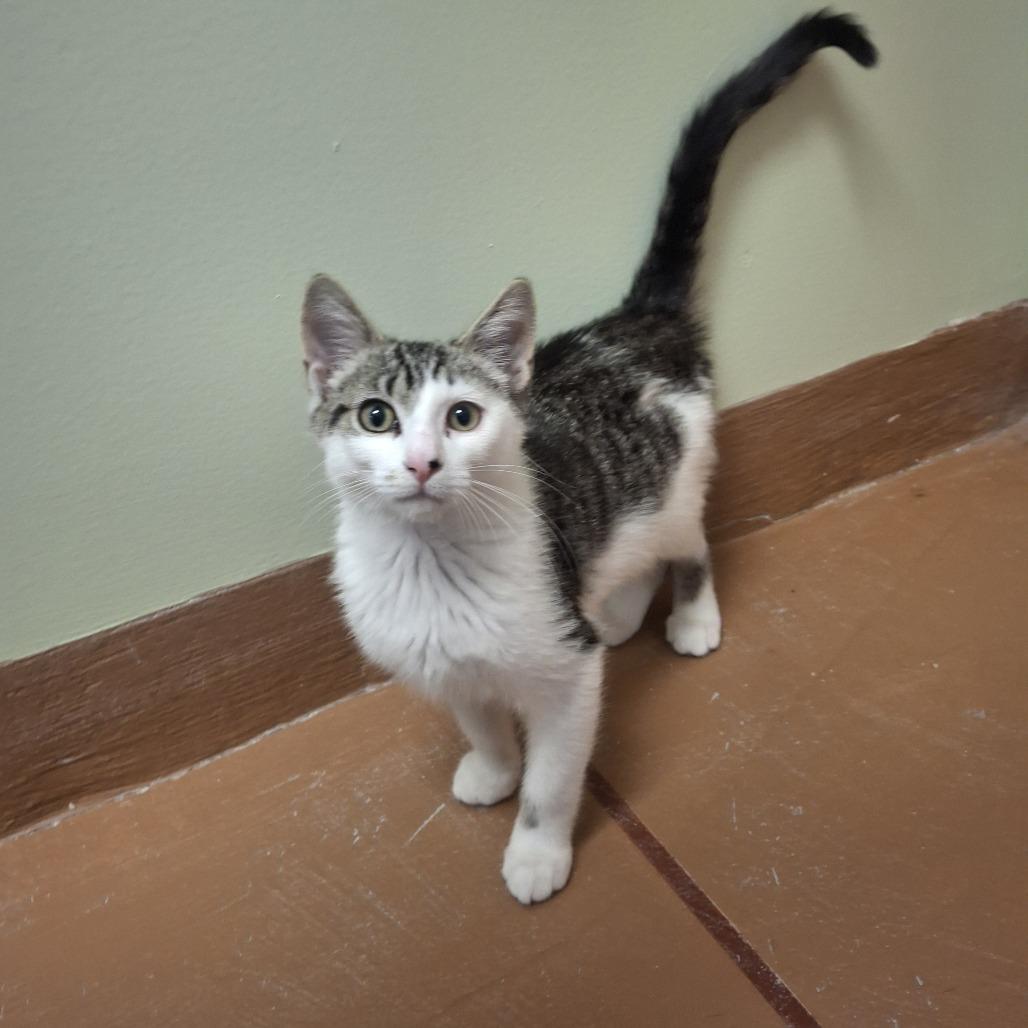 Enlarge Percy, a Adoptable Domestic Short Hair in Conway, NH image 5/5