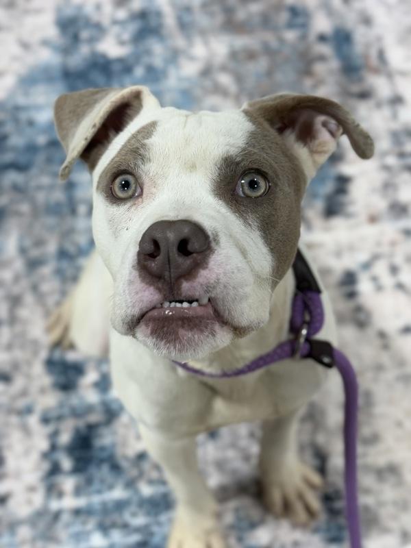 Silverfish, Adoptable, Young Male Pit Bull Terrier.