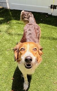 Enlarge Milkshake, a Adoptable mixed breed in Mount Juliet, TN image 4/6