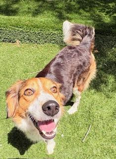 Enlarge Milkshake, a Adoptable mixed breed in Mount Juliet, TN image 6/6