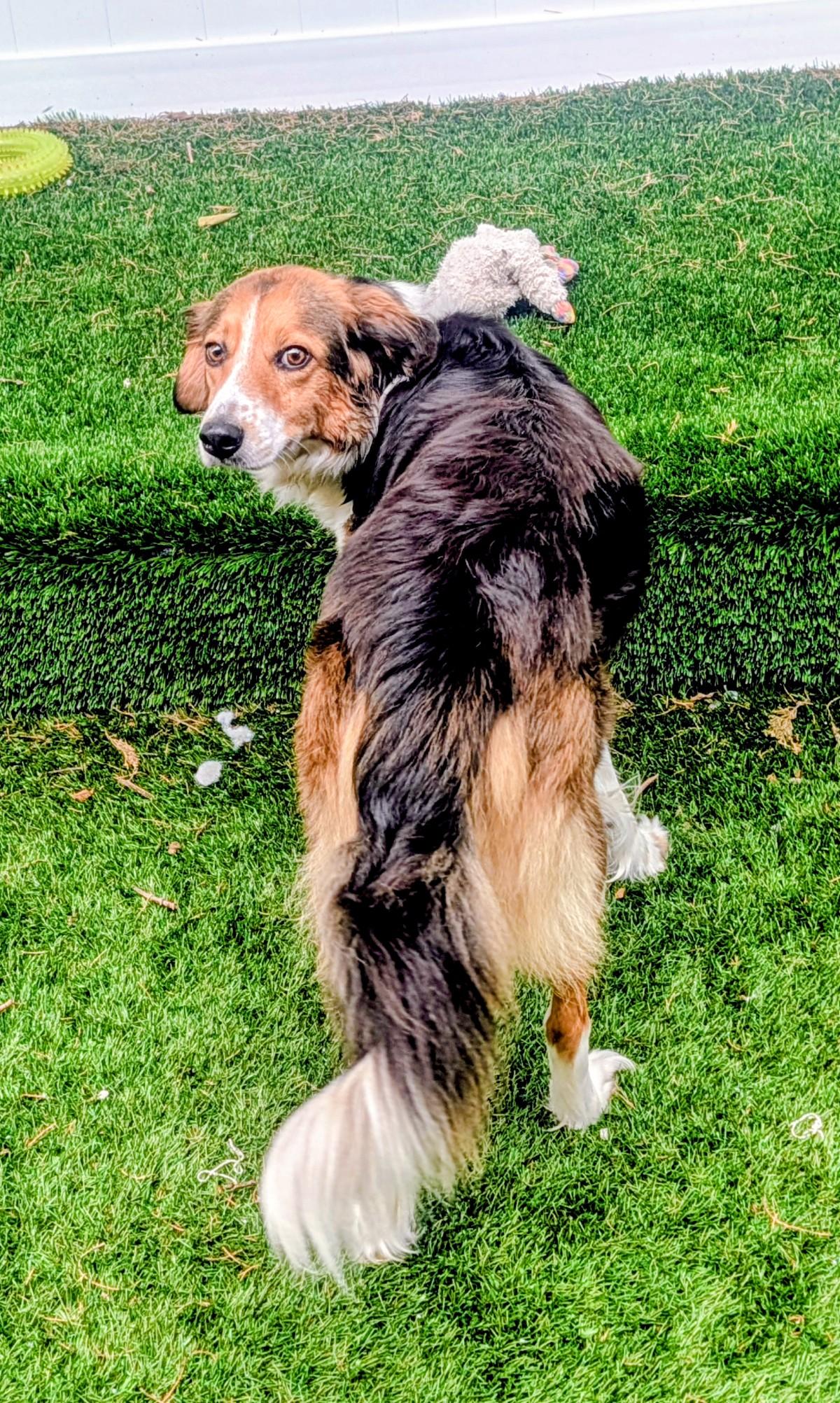 Enlarge Milkshake, a Adoptable mixed breed in Mount Juliet, TN image 2/6