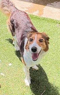 Milkshake, Adoptable, Adult Female Australian Shepherd.