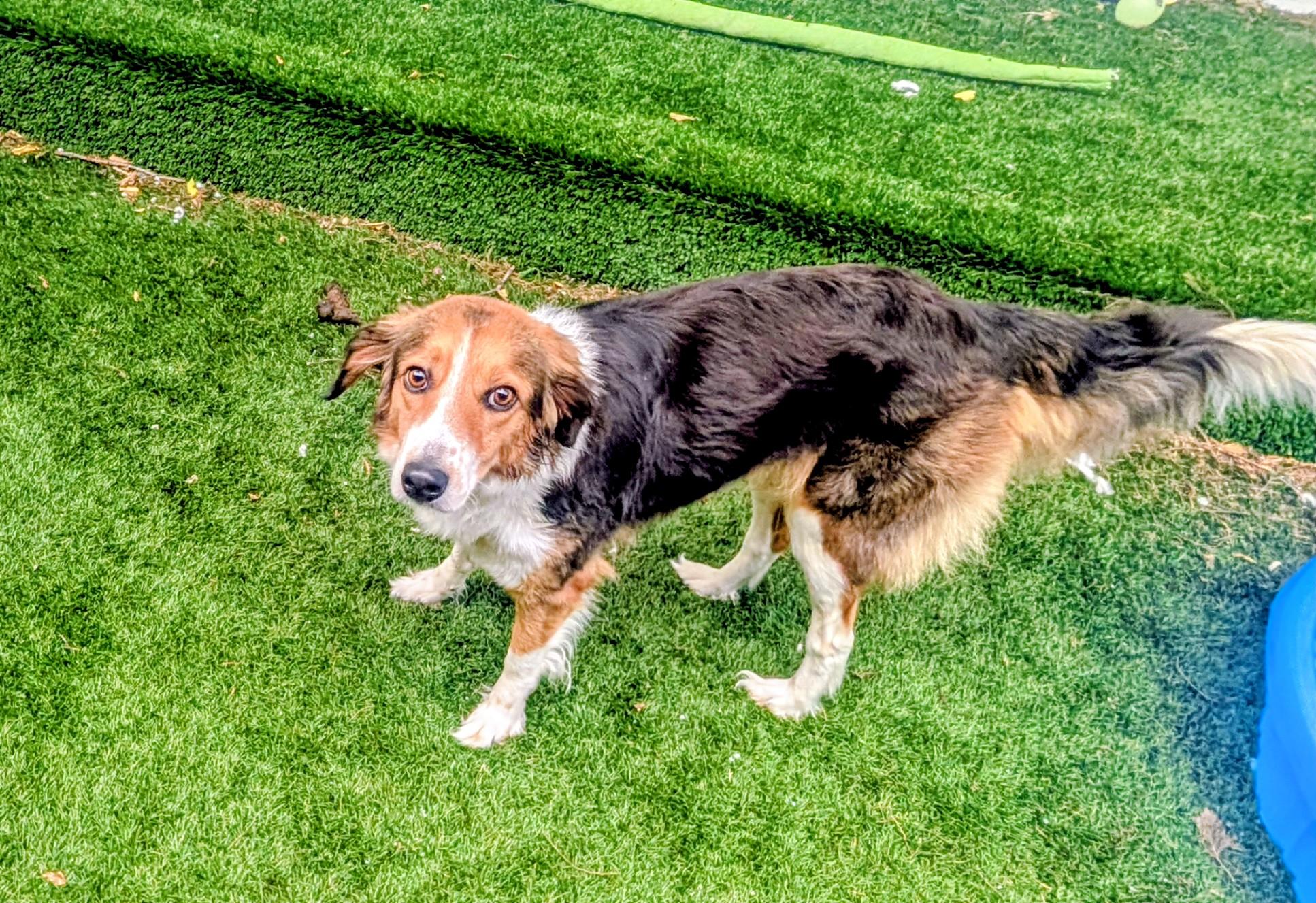 Enlarge Milkshake, a Adoptable mixed breed in Mount Juliet, TN image 3/6