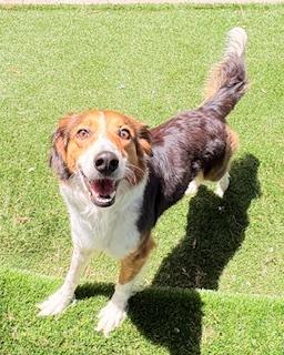 Enlarge Milkshake, a Adoptable mixed breed in Mount Juliet, TN image 5/6