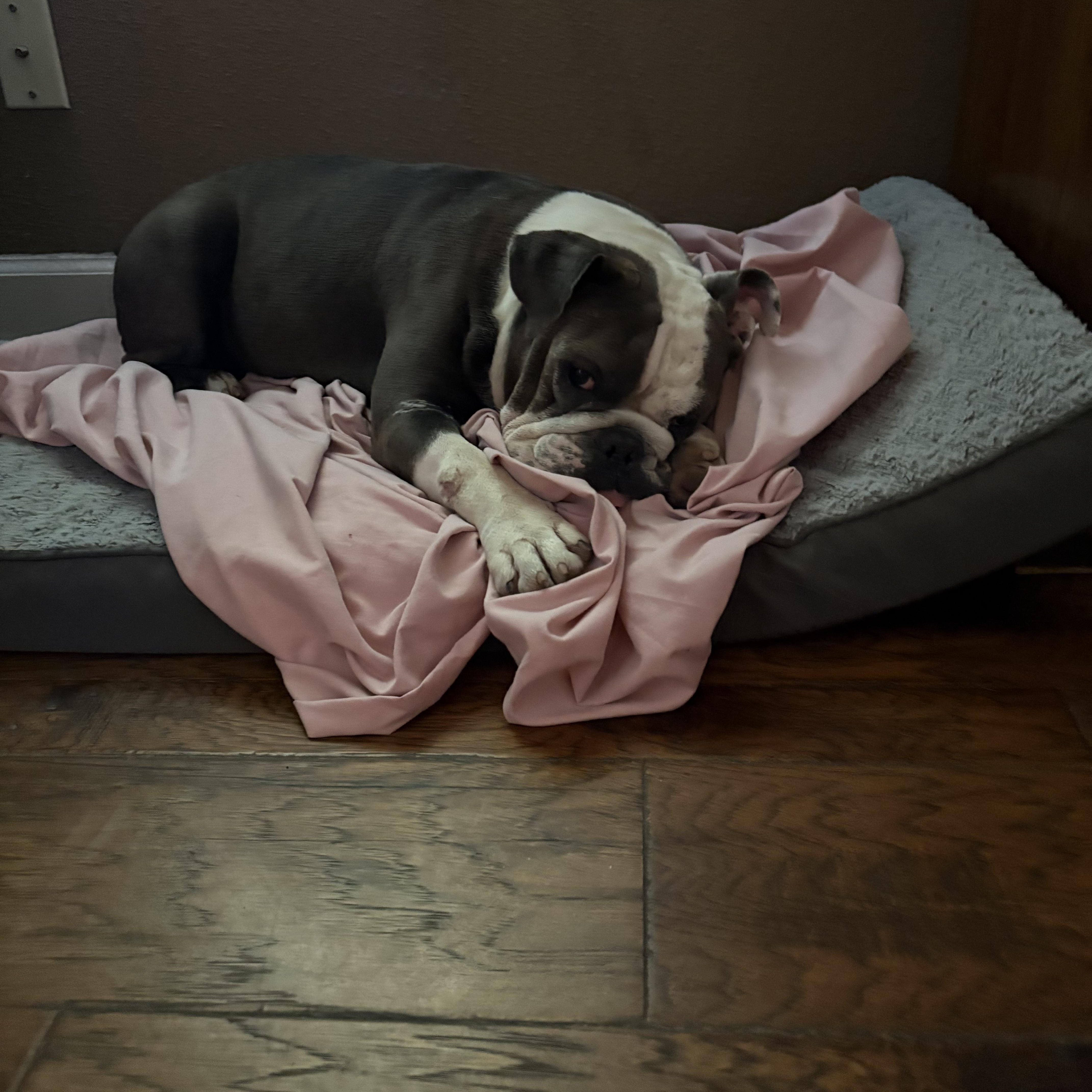 Enlarge Lolie, a Adopted English Bulldog in Baytown, TX image 3/6