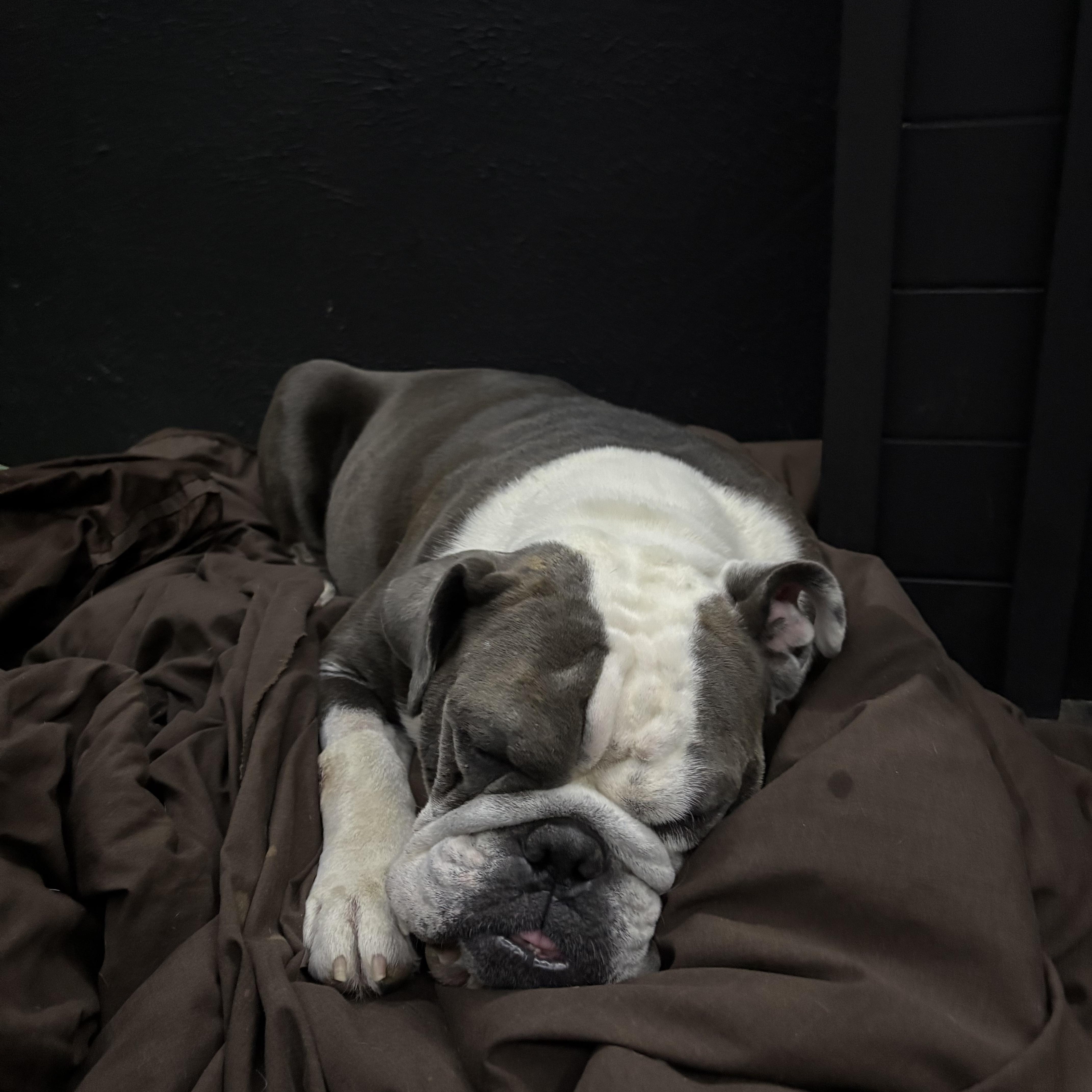 Enlarge Lolie, a Adopted English Bulldog in Baytown, TX image 5/6
