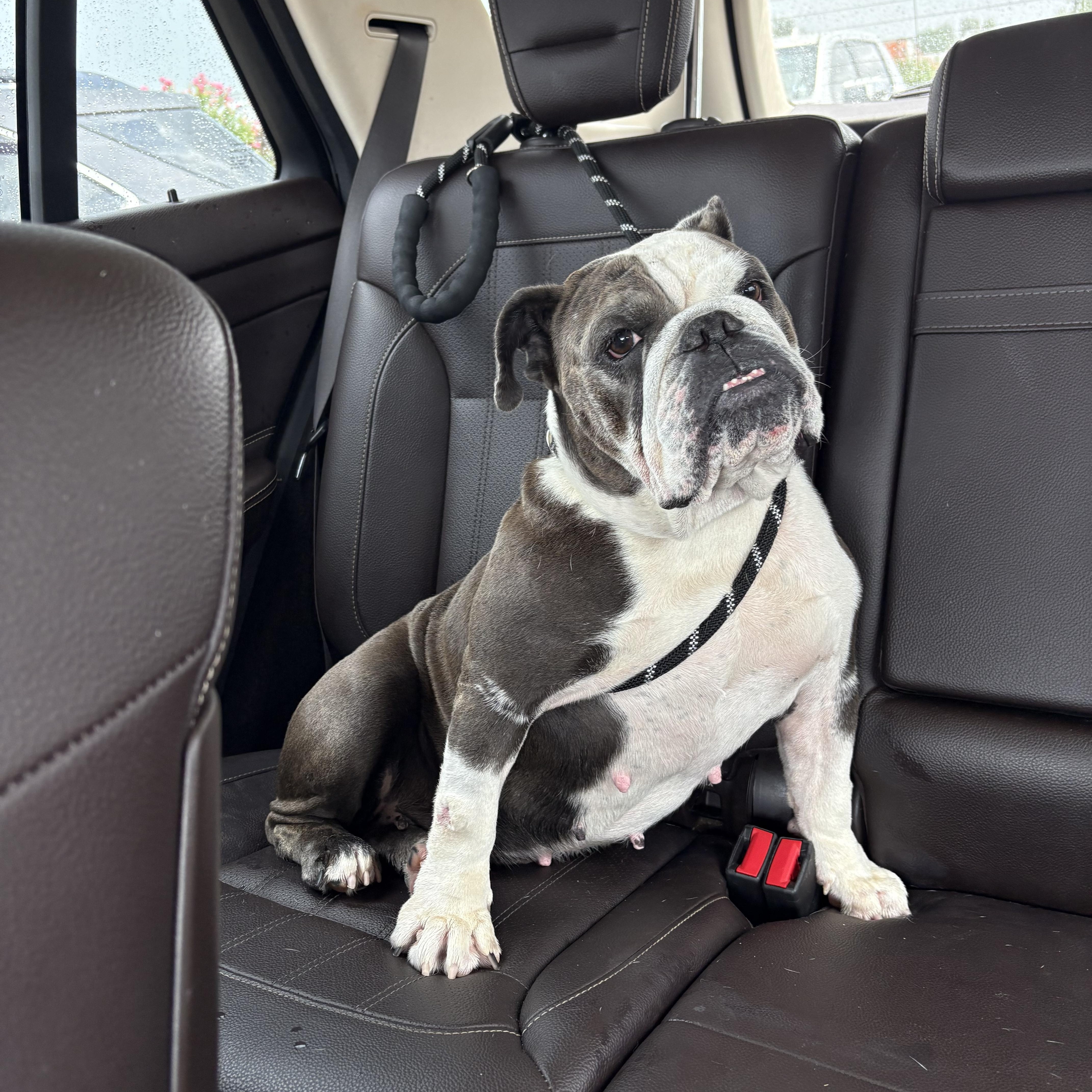 Enlarge Lolie, a Adopted English Bulldog in Baytown, TX image 4/6