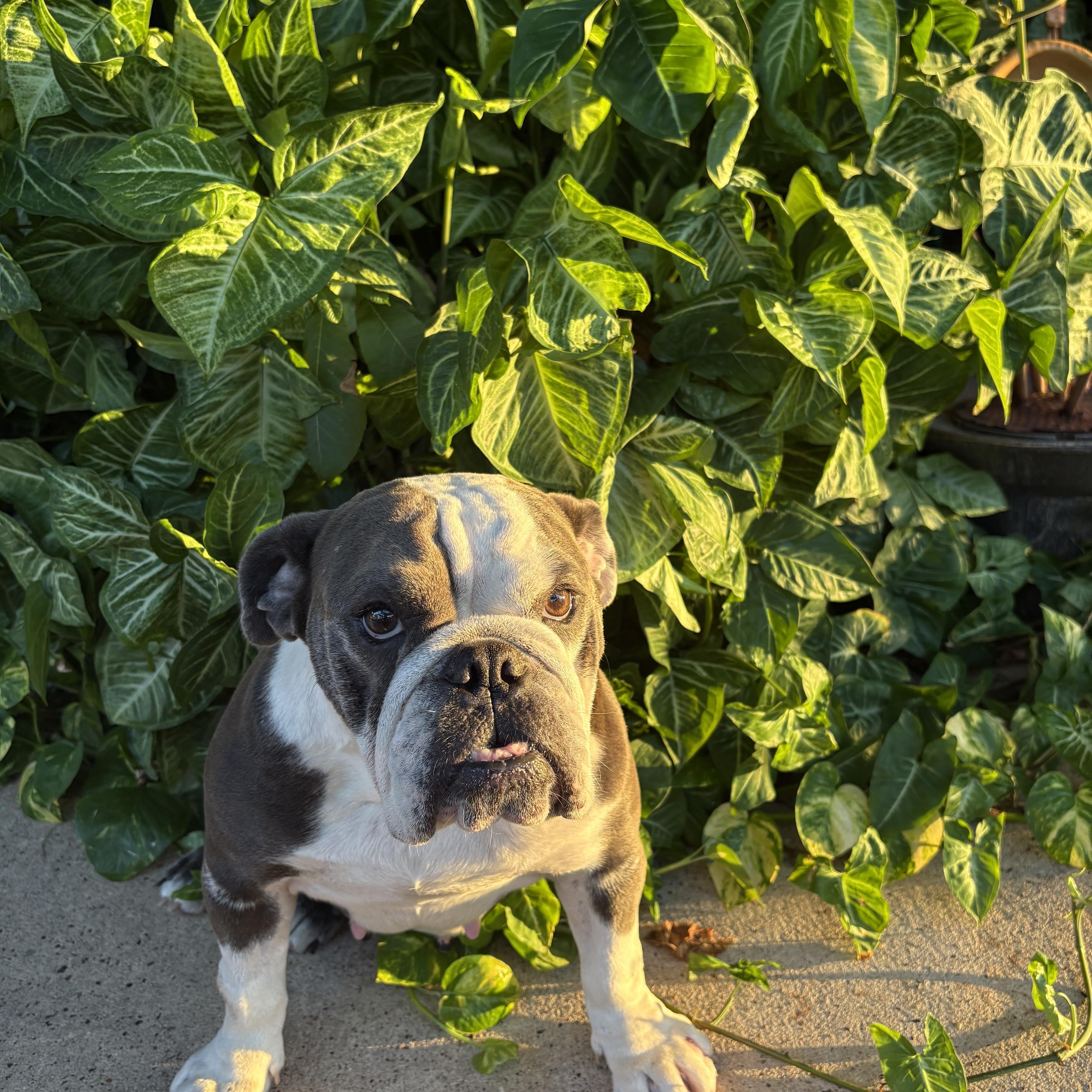 Enlarge Lolie, a Adopted English Bulldog in Baytown, TX image 2/6