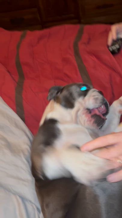 Enlarge Lolie, a Adopted English Bulldog in Baytown, TX video 6/6