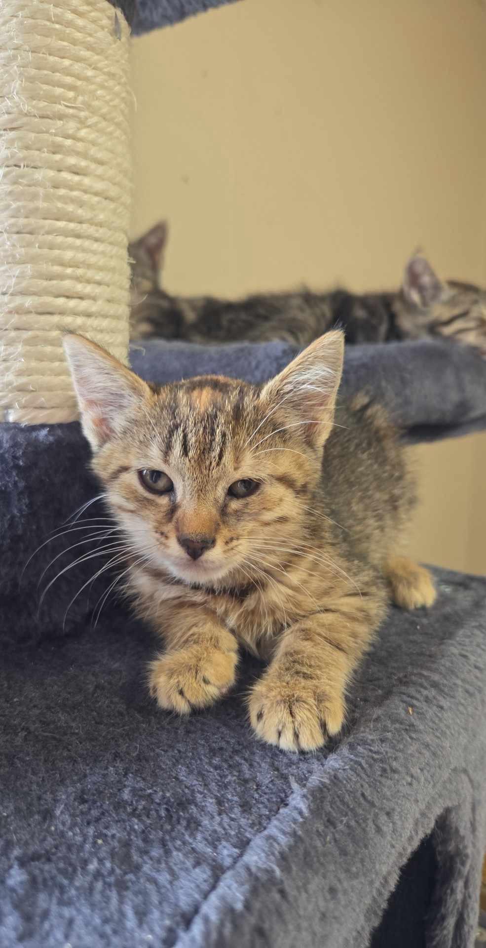 Sassafras, Adoptable, Young Female Domestic Short Hair.