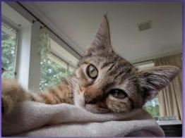 Enlarge Sassafras, a Adoptable Domestic Short Hair in Clymer, PA image 2/4