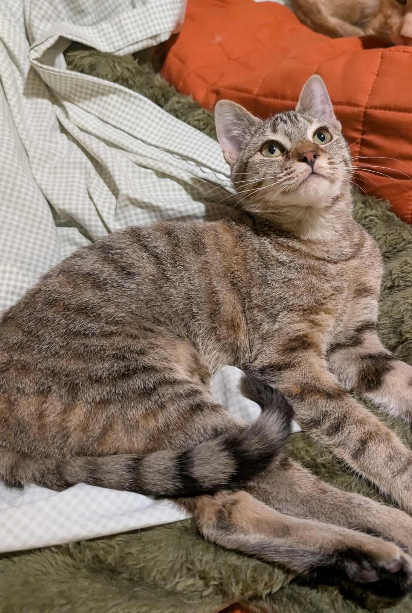 Enlarge Sassafras, a Adoptable Domestic Short Hair in Clymer, PA image 3/6