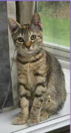 Enlarge Sassafras, a Adoptable Domestic Short Hair in Clymer, PA image 4/6