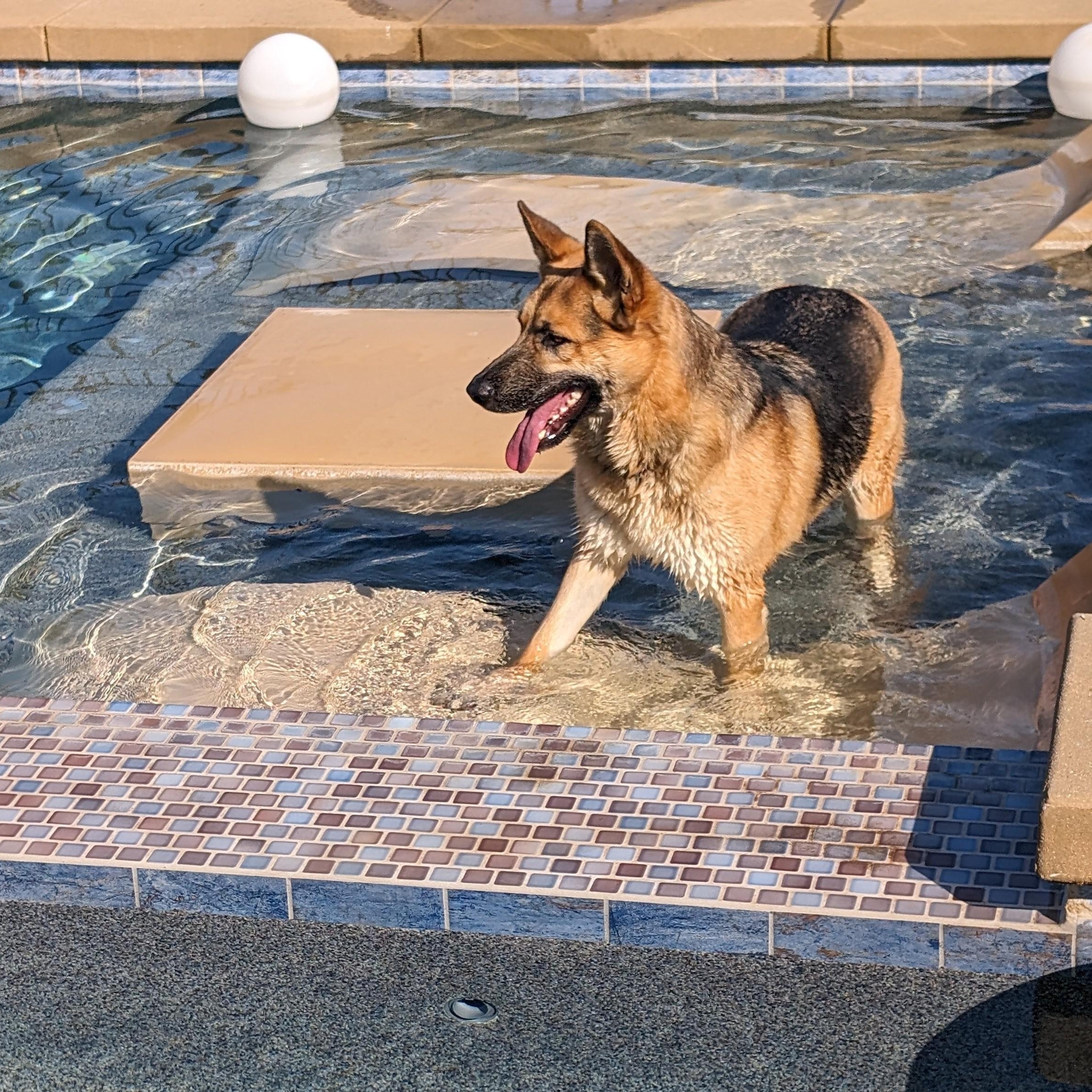 Enlarge Arrow, a Adoptable mixed breed in Perris, CA image 1/6