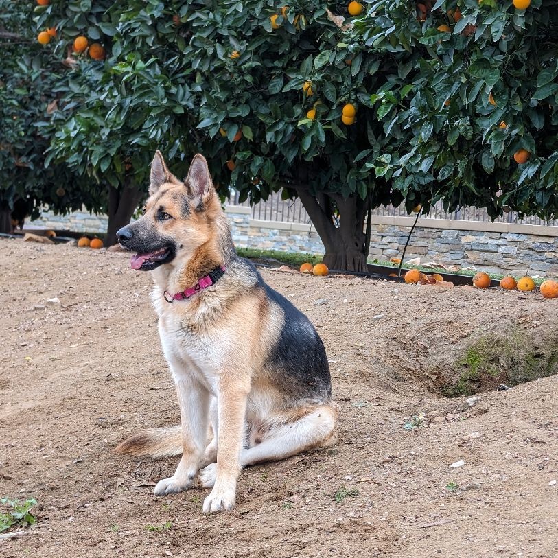 Enlarge Arrow, a Adoptable mixed breed in Perris, CA image 5/6