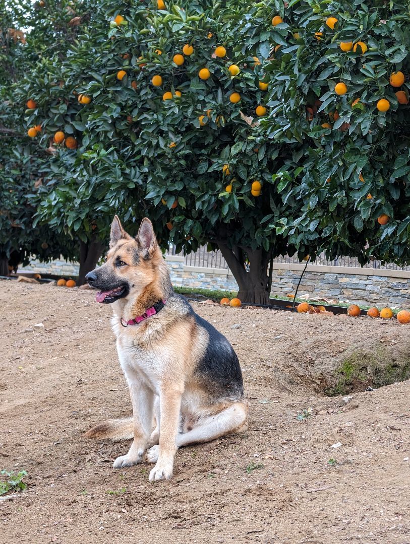 Enlarge Arrow, a Adoptable mixed breed in Perris, CA image 2/6