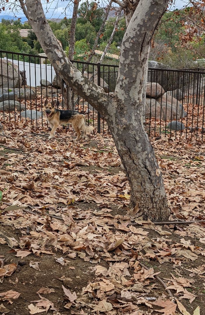 Dog for adoption Arrow, a German Shepherd Dog & Husky Mix in Perris