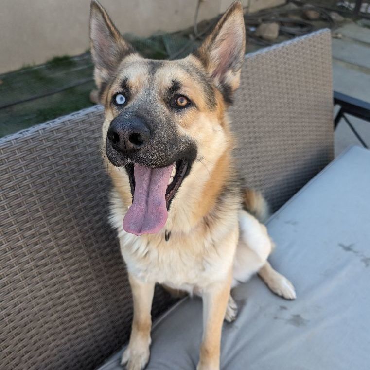 Enlarge Arrow, a Adoptable mixed breed in Perris, CA image 4/6