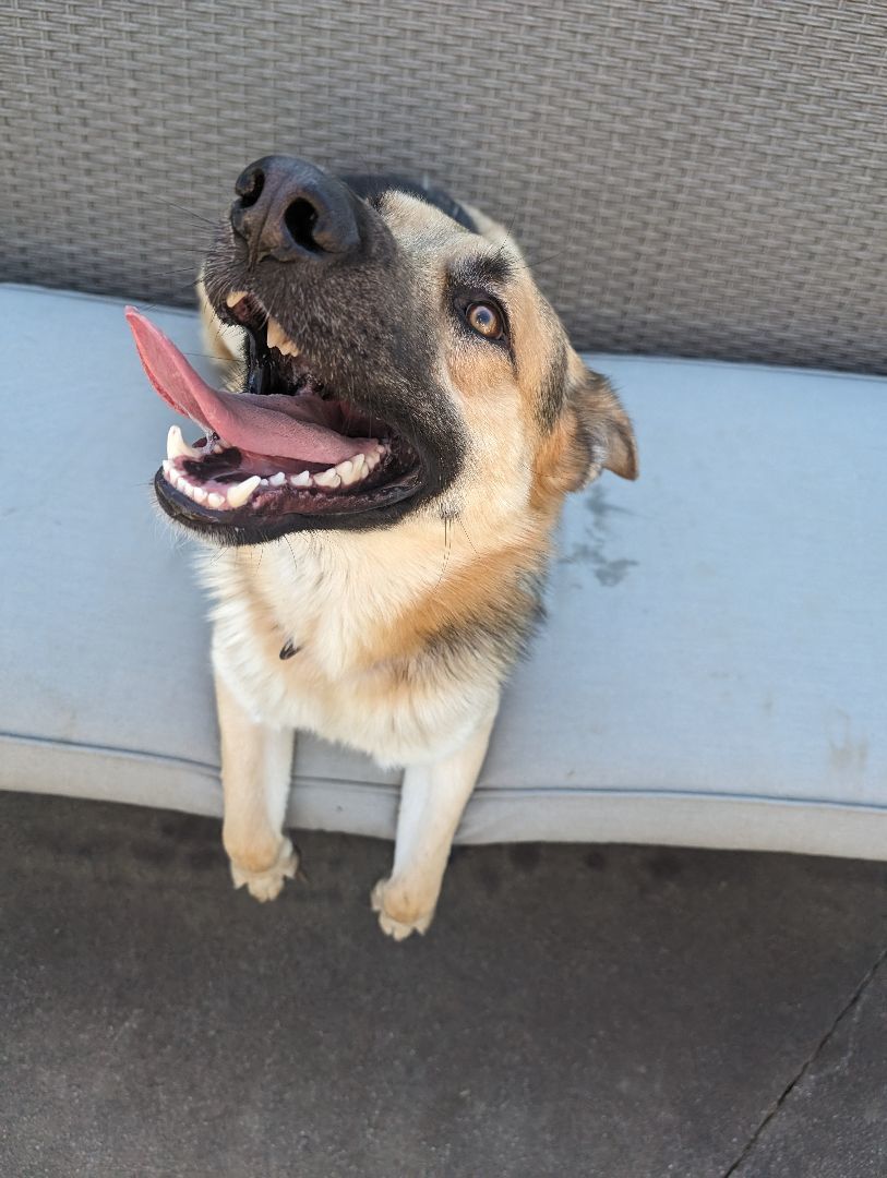 Dog for adoption Arrow, a German Shepherd Dog & Husky Mix in Perris