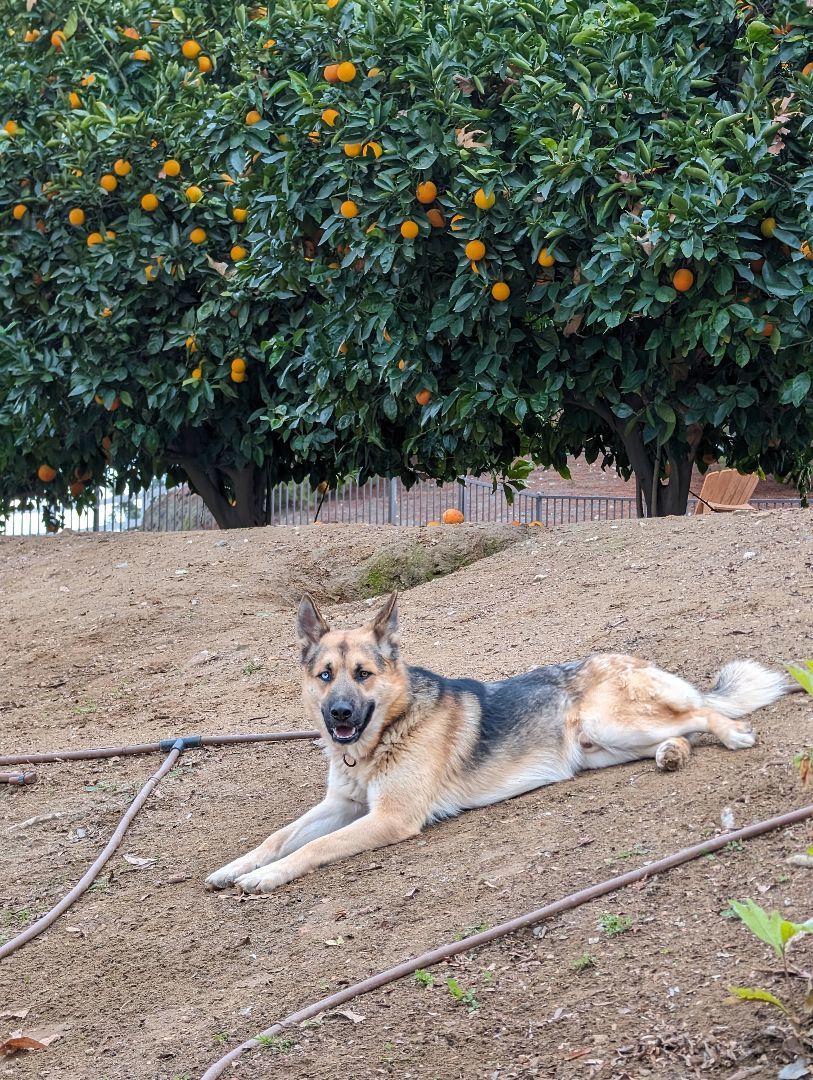Enlarge Arrow, a Adoptable mixed breed in Perris, CA image 5/6