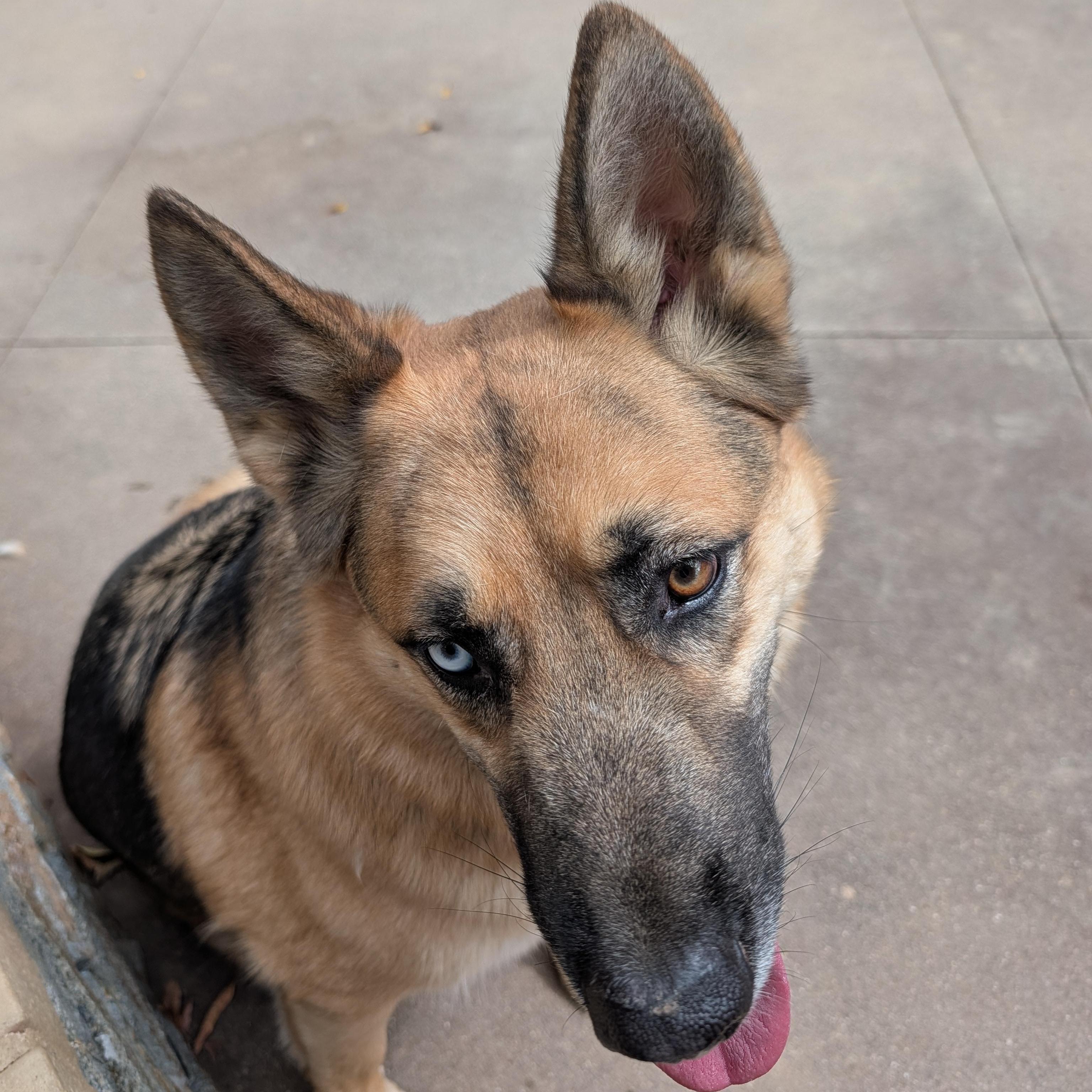 Enlarge Arrow, a Adoptable mixed breed in Perris, CA image 3/6