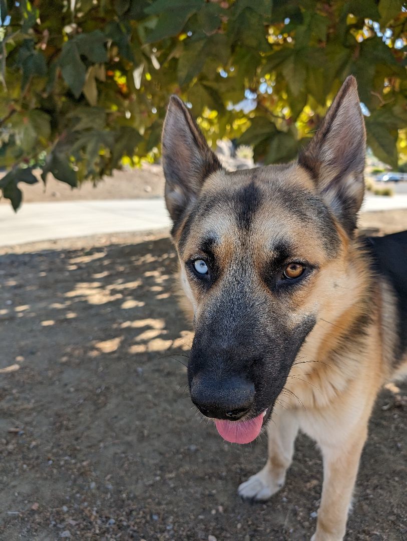 Dog for adoption Arrow, a German Shepherd Dog & Husky Mix in Perris