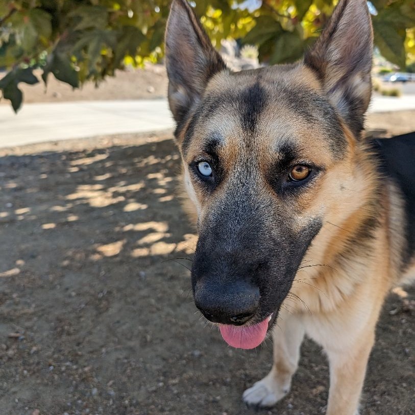 Enlarge Arrow, a Adoptable mixed breed in Perris, CA image 6/6
