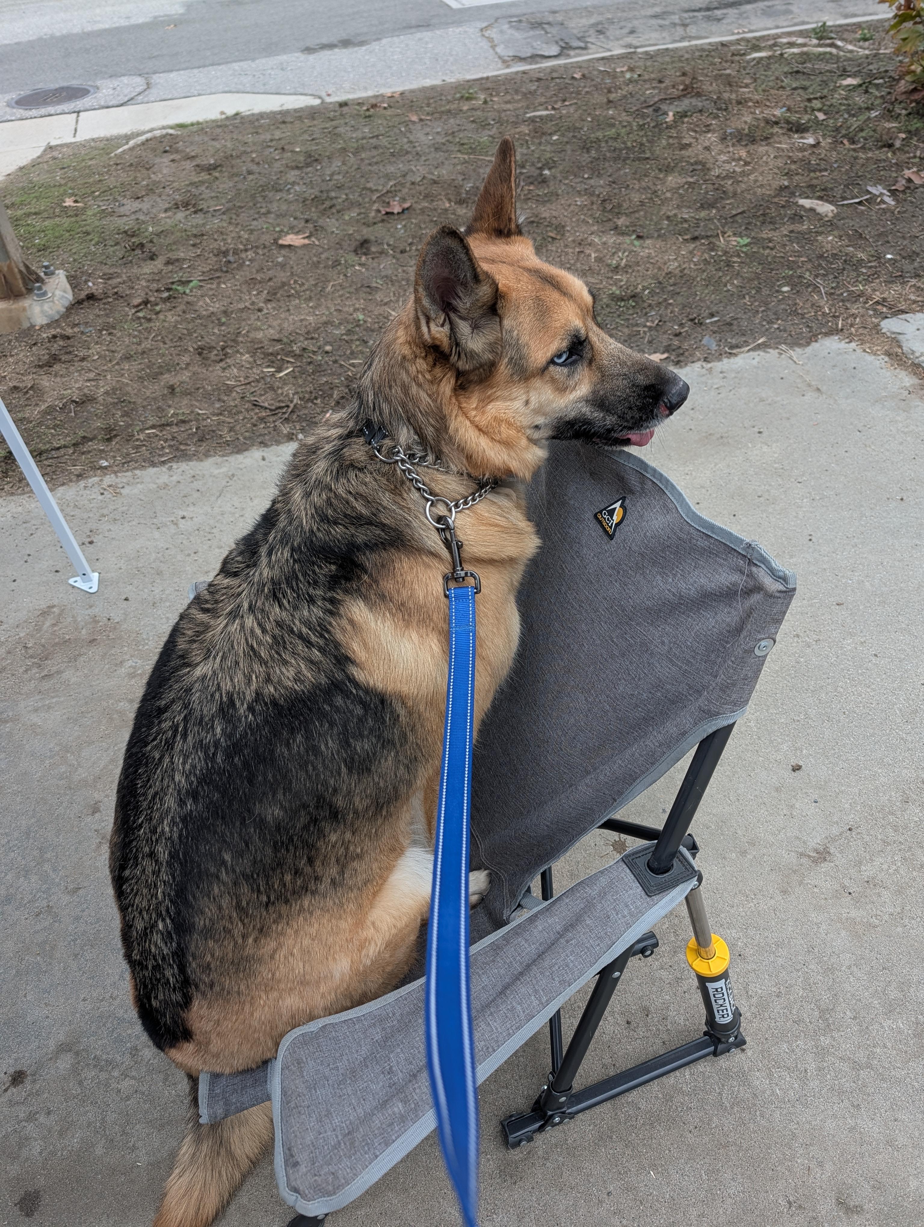 Enlarge Arrow, a Adoptable mixed breed in Perris, CA image 4/6